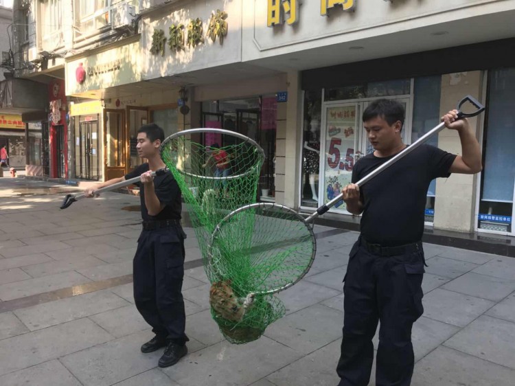 @九江人遇流浪犬或不文明养犬可电话微信举报