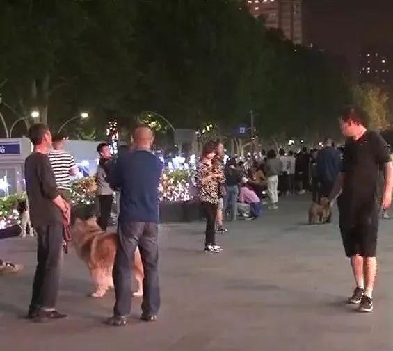 【禁令】淄博闹市区惊现“宠物夜市”…