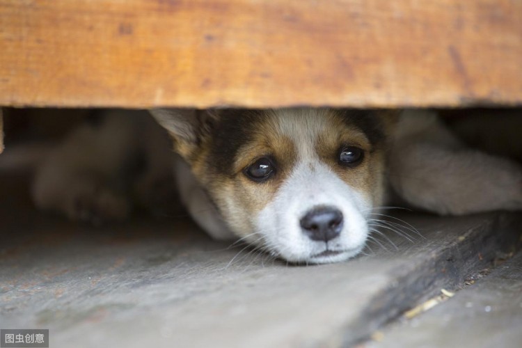 有这5种情况的狗狗其实生命已经在倒数主人多陪陪它吧