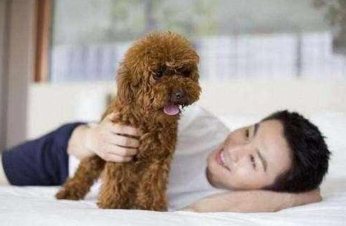 “小人精”贵宾犬，面对这6件事，无疑让它感到害怕！