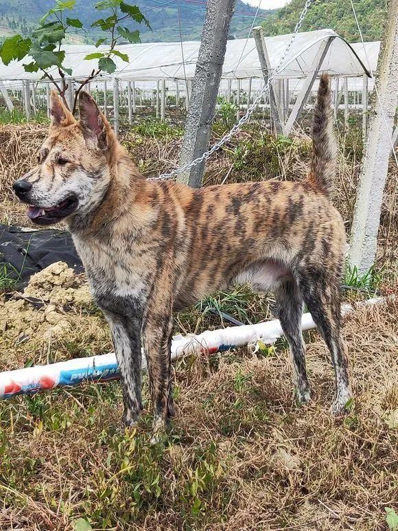 这只中华田园犬的真好看，这花纹基因能传给下一代就好了