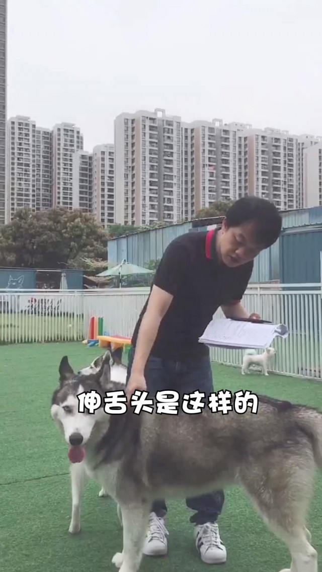 夏天又到了法斗和巴哥狗特别容易中暑训犬师解释原因