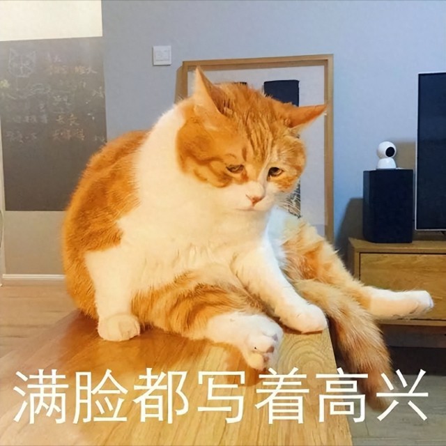 为什么田园猫离家出走？最后一个原因令人痛心！