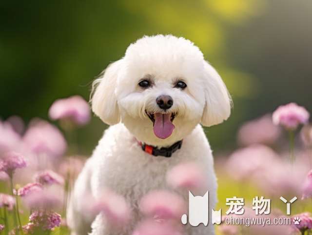 淄博市养犬管理条例于7月1日正式实施